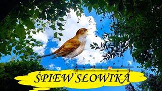 ŚPIEW SŁOWIKA  NIGHTINGALE SINGING godzina śpiewu słowika słowik szary odgłosy natury  relaks