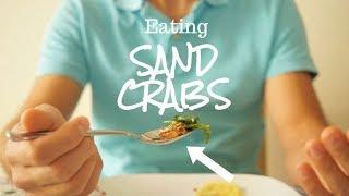 Can You Eat Them?  - California San Crabs  Sand Fleas