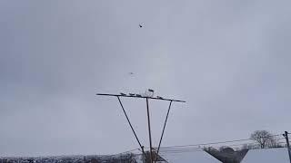 Николаевские голуби летят по первому снегу