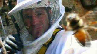 African Killer Bee Hive  Deadly 60  BBC Earth