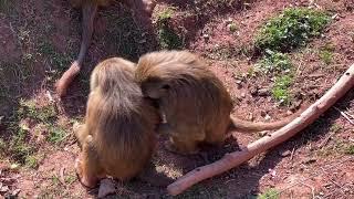 South Lakes Safari Zoo Babboons Eating and Playing