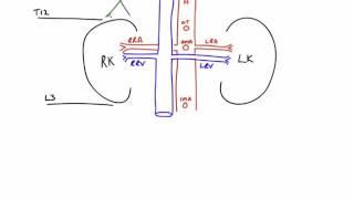 Anatomy of Kidneys and Suprarenal Glands