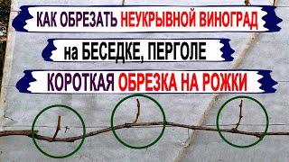  Как обрезать НЕУКРЫВНОЙ ВИНОГРАД для БЕСЕДКИ ПЕРГОЛЫ. Короткая обрезка НА РОЖКИ. Плюсы и минусы.