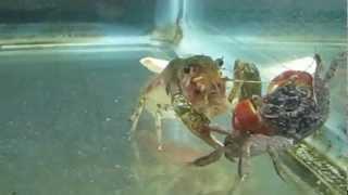 Red Claw Crab vs Crayfish
