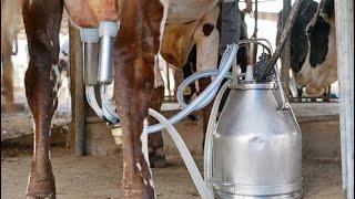 how automatic cow milking machine work  live village - daily milking machine- cattle management