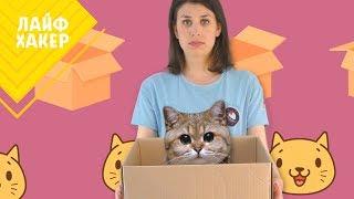 Почему кошки любят коробки 