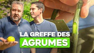 La GREFFE des AGRUMES Techniques Simples et Conseils dExperts