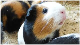 3 Hours Guinea Pig Sounds Effects