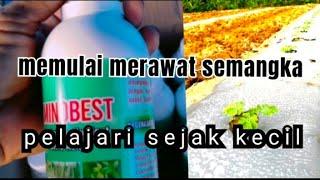 kegiatan tanam semangka part 5 pindah tanam nutrisi awal