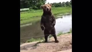 Kelvin Pena on Instagram feeding wild bears and almost gets attacked @coldgamekelv #everybodyeats 