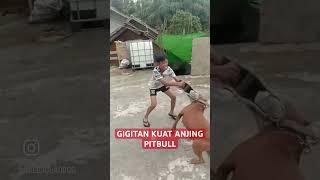 ANJING VS BOCIL 