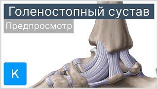 Голеностопный сустав предпросмотр - Анатомия человека  Kenhub