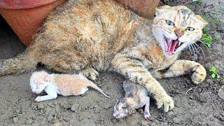 Angry Mother cat protects her Kittens and doesnt let anyone approach them