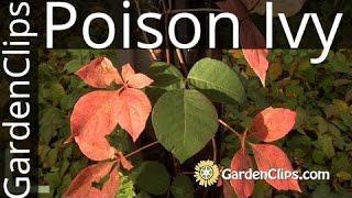 Poison Ivy ID - Toxicodendron radicans - Poison Ivy vs Virginia Creeper - How to identify poison ivy