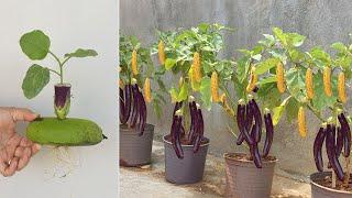 How to grow eggplant tree from banana fruit for beginners