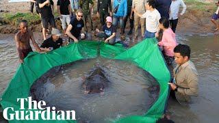 Worlds largest freshwater fish caught in Cambodia