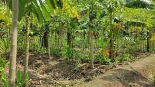 subash palekar natural farming  ultra high density fruit forest  agriculture friend