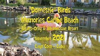 Domestic Birds @ Memories Caribe Beach Cayo Coco - Cuba