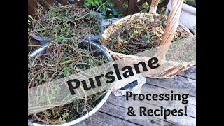 Purslane Processing and Recipes