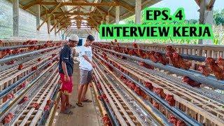 EPS 4 INTERVIEW KERJA - DIAPUSI BIBIT