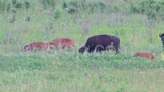 American bison with its calves #fstopdotcom #Z9 #wildlife #nikon #ecotourism #bison #nature