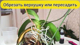 ДЛИННАЯ ШЕЙКА орхидеи ОМОЛОЖЕНИЕ орхидеи или ПЕРЕСАДКА орхидеи