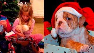 Best Christmas Puppy Surprise Compilation 2019 - 2018  New