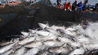 Big Catch Fishing Tuna..You Wont Believe That How Many Fish And Packing Processing Fish