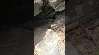 Goanna eats a fish alive then swallows it