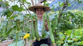 Vegetable harvest season a new dish every day pick loofah today