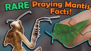 Unboxing RARE Praying Mantises