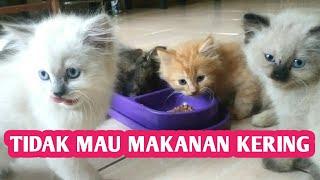 3CARA MENGATASI KUCING TIDAK SUKA MAKAN KERING SAMA SEKALI