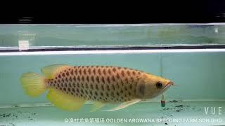 Arowana special