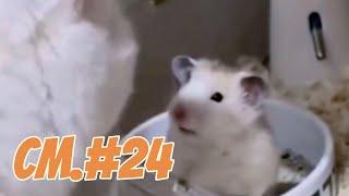 Fh. Funny Hamsters #24 HAMSTER AND CAT?? • Hom