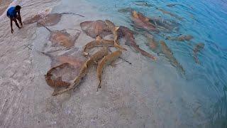 Reethi Beach Resort Maldives Where Sharks & Stingrays Meet Visitors