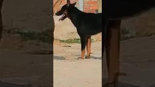 dog meeting video in village for the summer season।। rural dogs first time speed