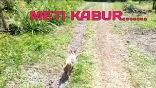 KEJAR-KEJARAN SAMA KUCING BUTA METI MAU MELARIKAN DIRI