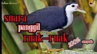 SUARA PIKAT RUAK-RUAK 100% AMPUH