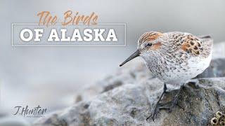 Wild Alaska The Birds of Alaska
