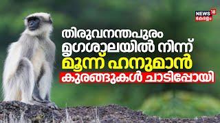 തിരുവനന്തപുരം മൃഗശാലയിൽ നിന്ന് മൂന്ന് ഹനുമാൻ കുരങ്ങുകൾ ചാടിപ്പോയി  Hanuman Monkey  Trivandrum Zoo