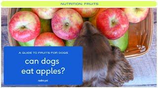 Can dogs eat apples?  Can Dogs Eat Applesauce?  Are Apples Safe for Dogs?