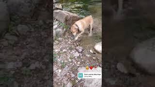 #lebra#dog#bathing bathing 