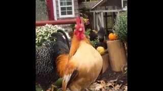 Serama Rooster Crowing in Autumn