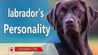 Labrador’s personality