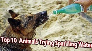 top 10 animals that try sparkling water