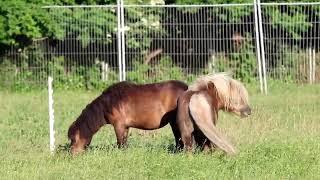 Shetlander mating with his girlfriend