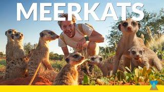 The Secret Life of a Meerkat Family