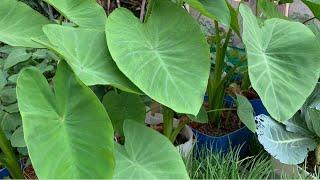 How To Grow Taro from Cutting   Growing Taro Root Plant  How To Propagate Taro Root