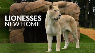 Lionesses NEW HOME