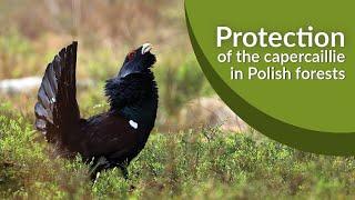 Protection of the capercaillie in Polish forests